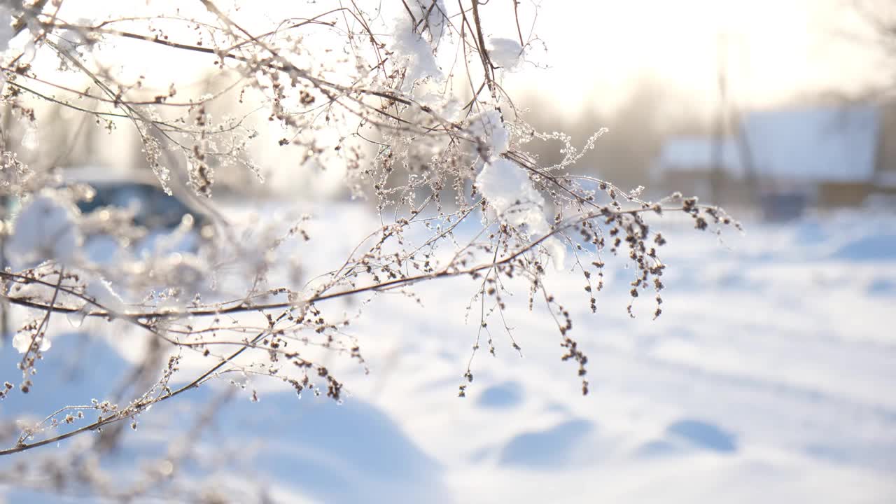 美丽的冻草在冬天的阳光下结出雪花晶体，阳光洒在雪天冬天的风景上。自然背景与闪闪发光的雪下的植物。寒冷的冬天的早晨。背光。关闭了。宏。视频素材