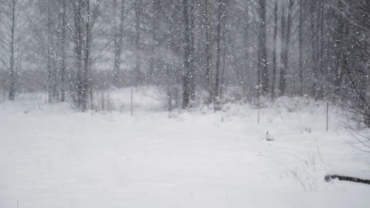 森林里下大雪。美丽的冬季风景的雪和模糊的树木的背景。轻轻的飘落的雪花。树枝下的雪。糟糕的下雪天气，寒冷的天气。视频素材