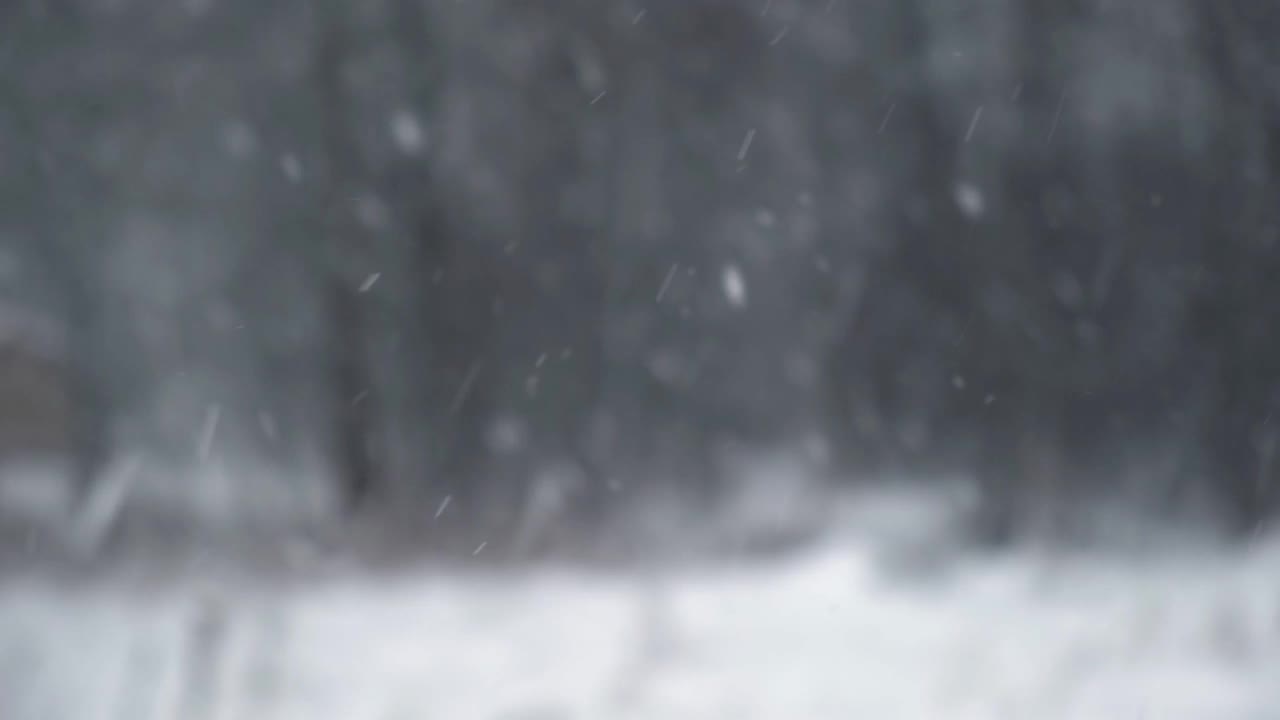 森林里下大雪。美丽的冬季风景的雪和模糊的树木的背景。轻轻的飘落的雪花。树枝下的雪。糟糕的下雪天气，寒冷的天气。视频素材