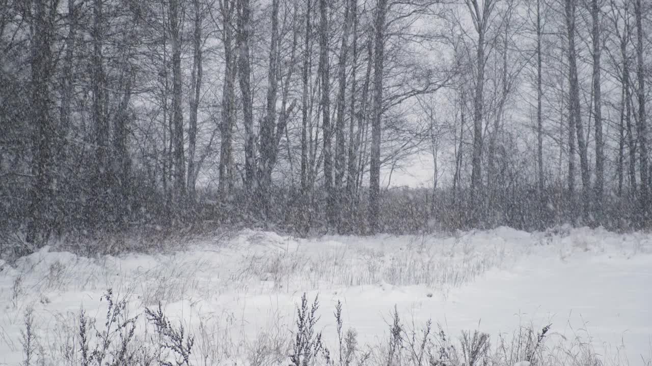 森林里下大雪。美丽的冬季风景的雪和模糊的树木的背景。轻轻的飘落的雪花。树枝下的雪。糟糕的下雪天气，寒冷的天气。视频素材