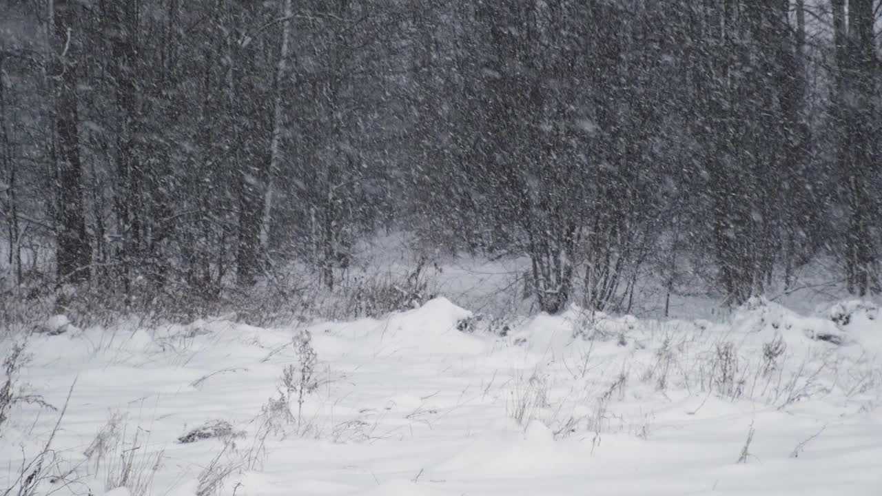 森林里下大雪。美丽的冬季风景的雪和模糊的树木的背景。轻轻的飘落的雪花。树枝下的雪。糟糕的下雪天气，寒冷的天气。视频素材