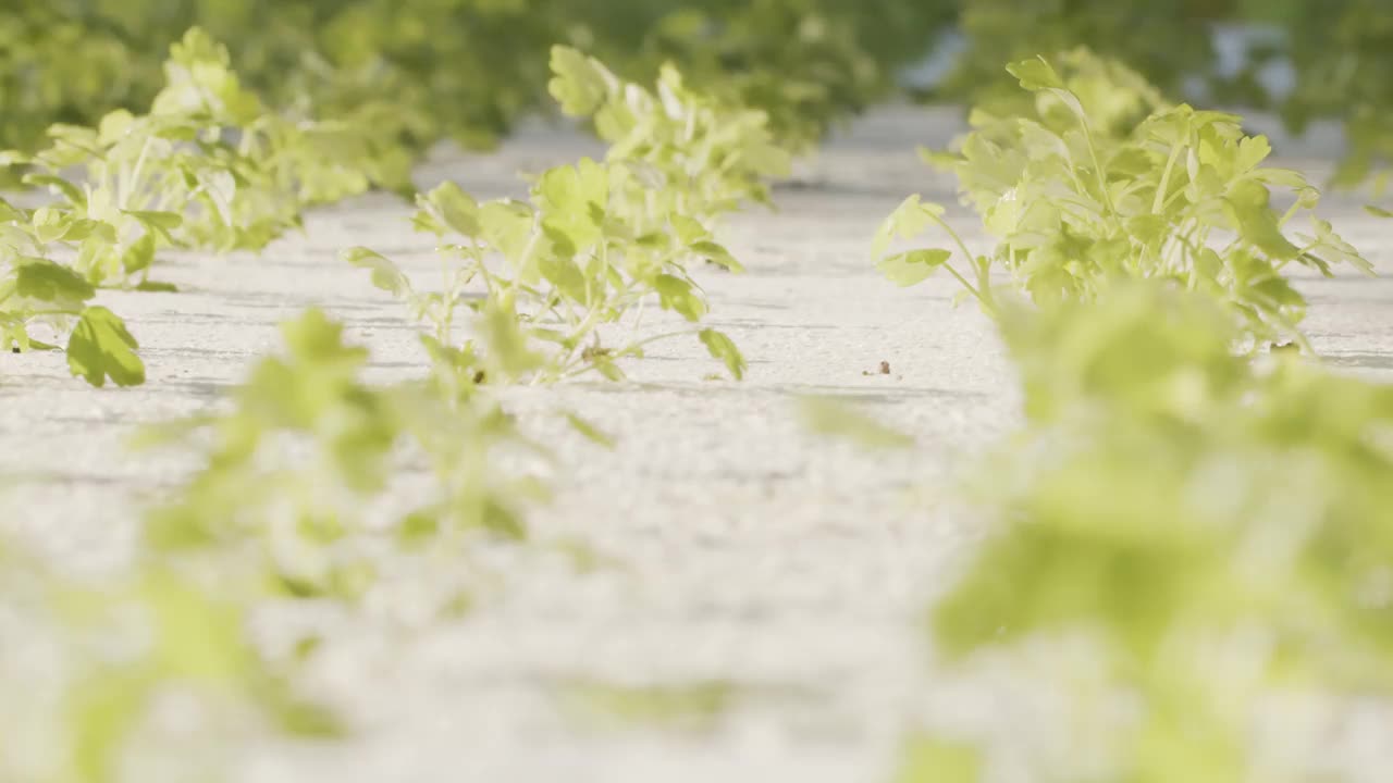 新鲜的绿色沙拉蔬菜。视频素材