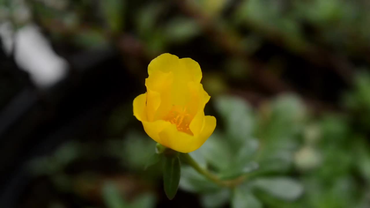 片段马齿苋花开花黄视频素材