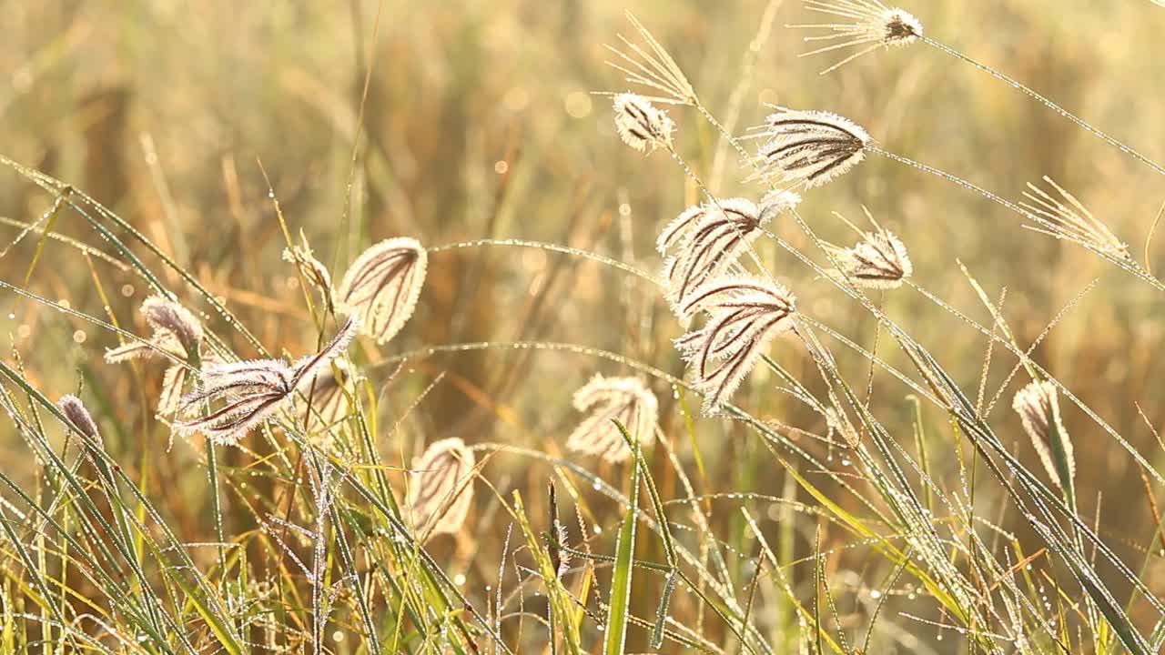 田野里的草视频素材