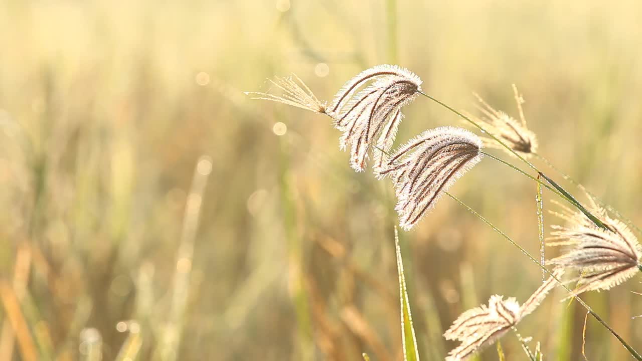 田野里的草视频素材