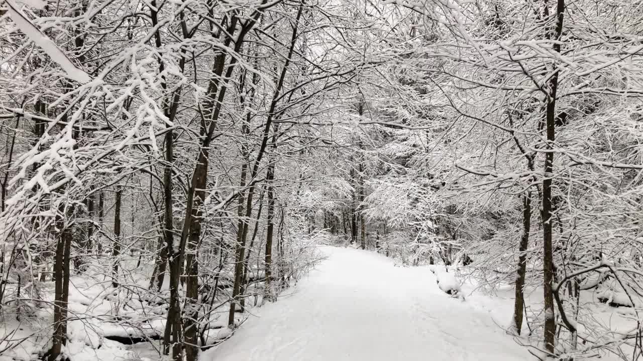 冬天森林里积雪覆盖的道路视频素材