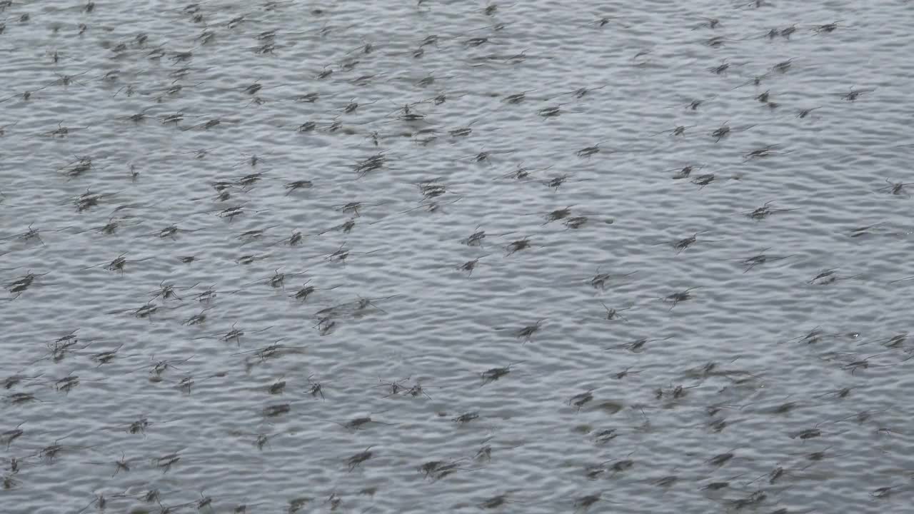 特写水黾在水面上视频素材