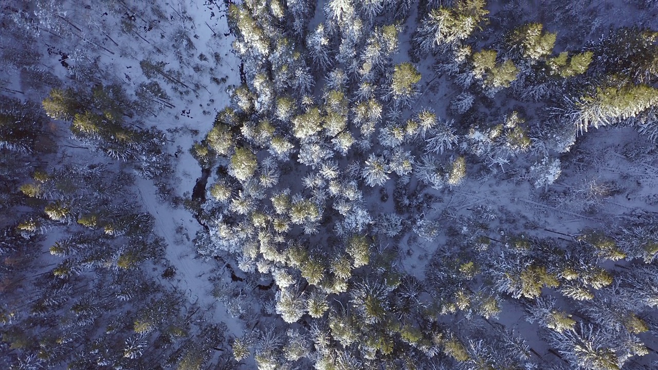 在一个阳光明媚的冬日里，鸟瞰被白雪覆盖的斯堪的纳维亚松林视频素材