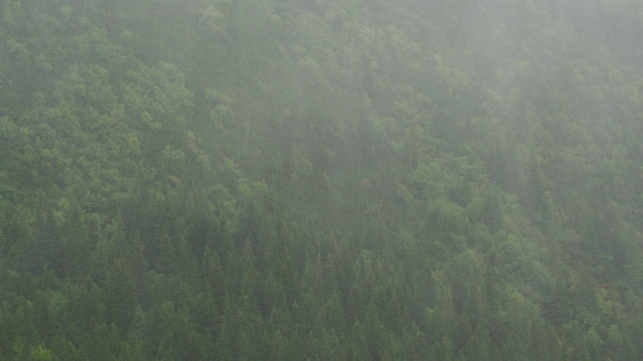 冷杉森林在大雨的自然背景视频素材