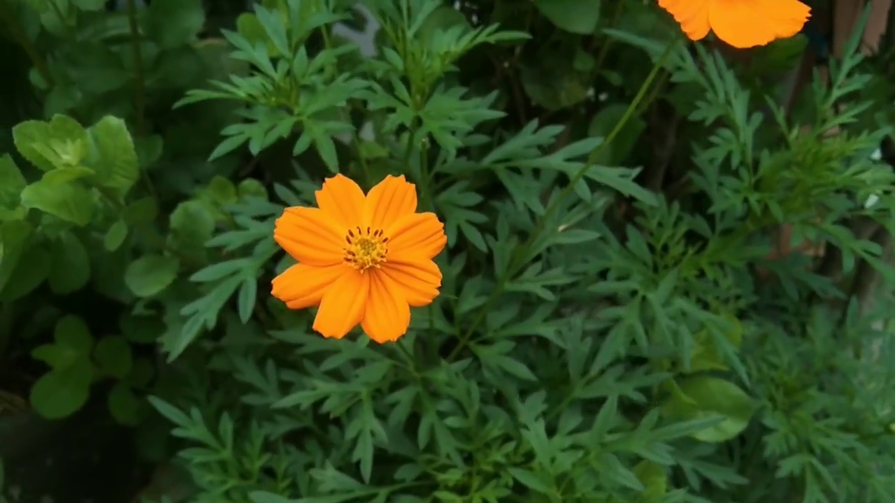 院子里开着漂亮的黄花视频素材