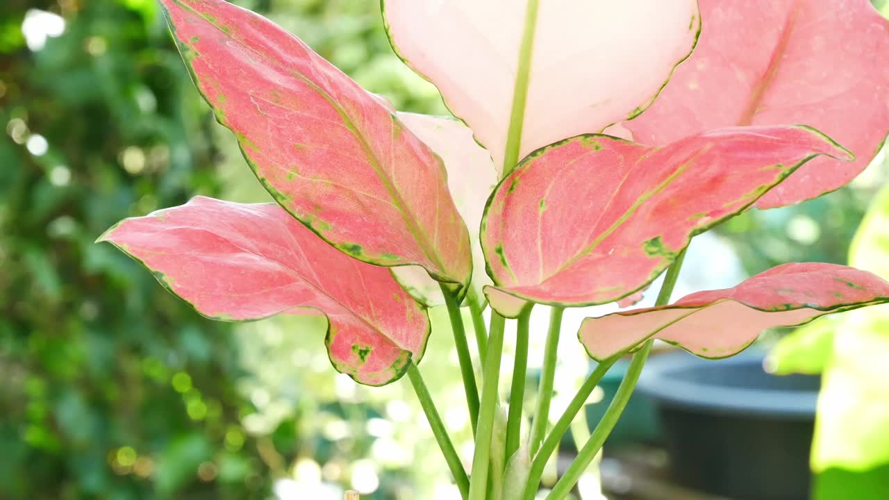 植物。视频素材