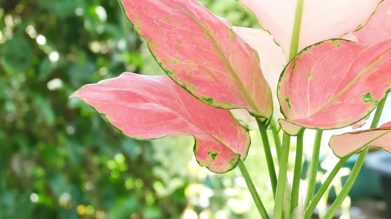 植物。视频素材