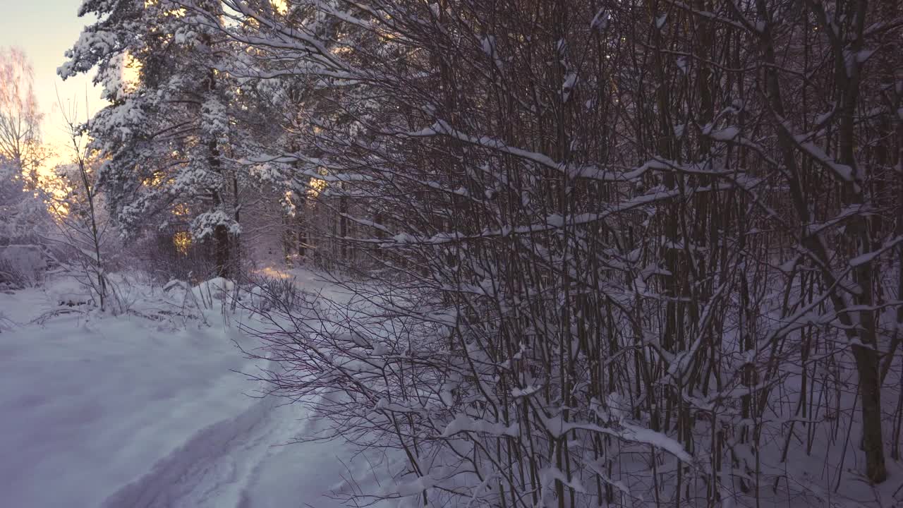 走在冬天森林的雪地里视频素材