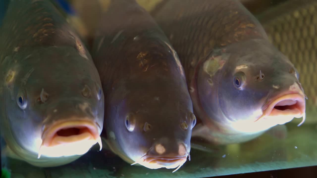 鱼市场的水族商店里的鱼视频素材