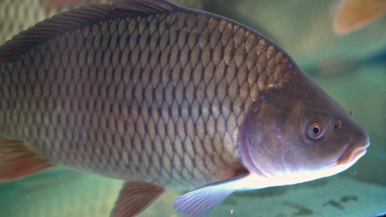 鱼市场的水族商店里的鱼视频素材