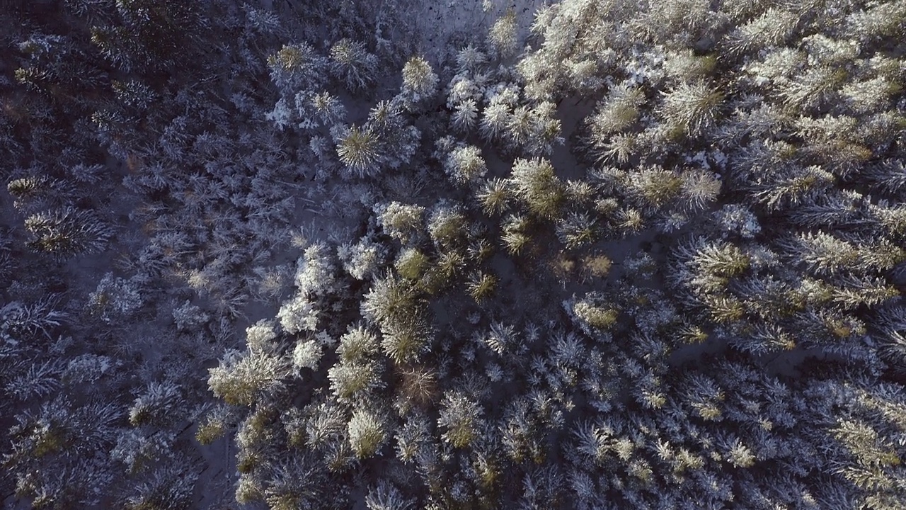 在一个阳光明媚的冬日里，鸟瞰被白雪覆盖的斯堪的纳维亚松林视频素材