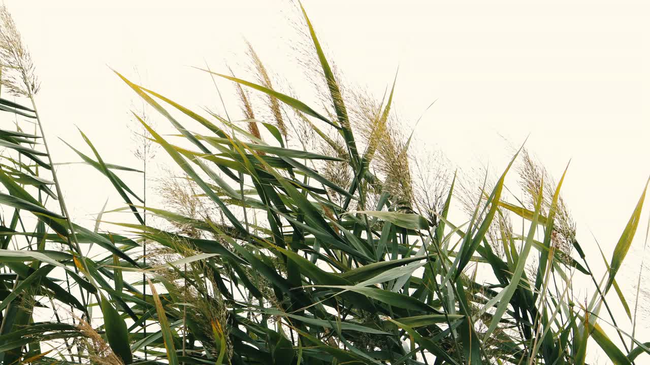 天空中的潘帕斯草原。摘要软质植物selloana Cortaderia selloana在风中移动的自然背景视频素材