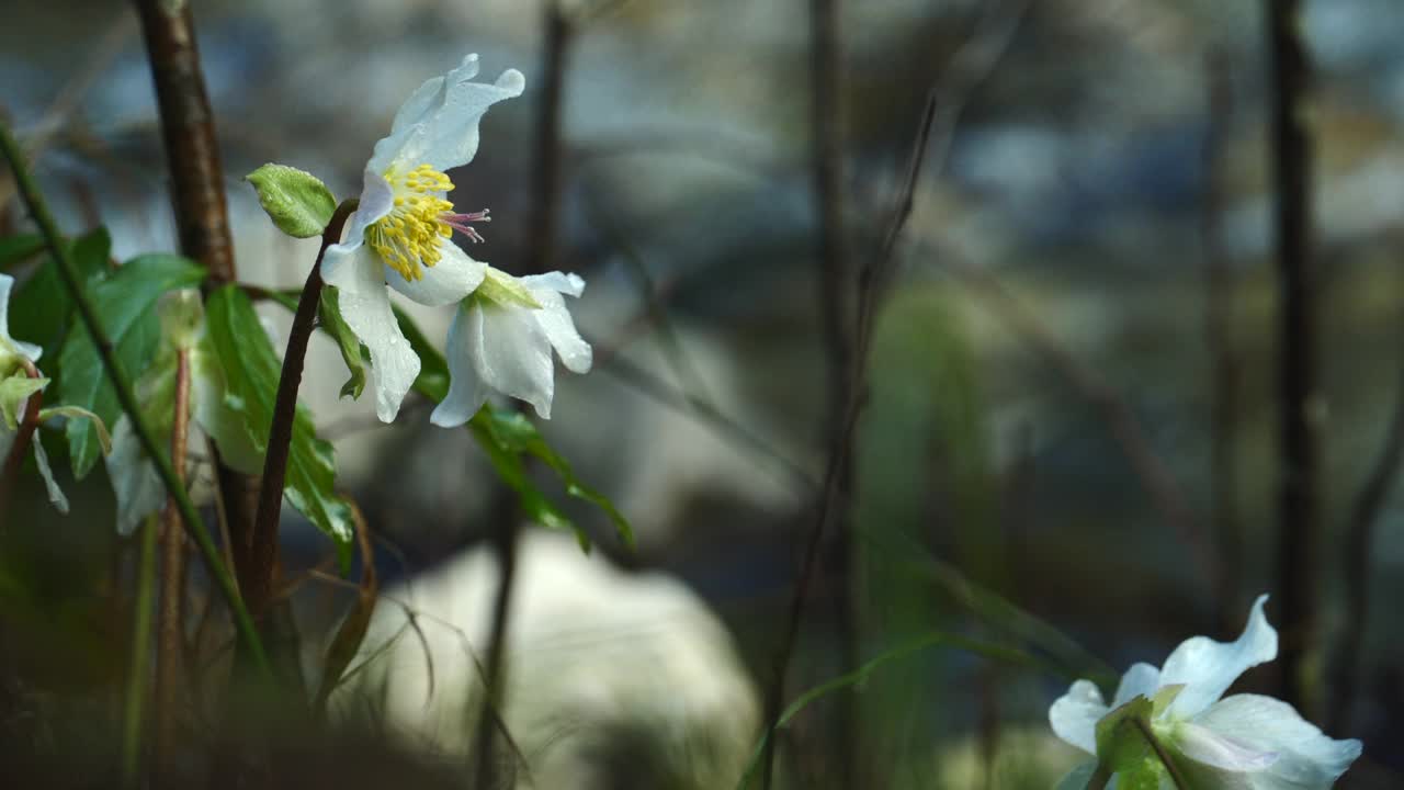 白花和露珠视频素材