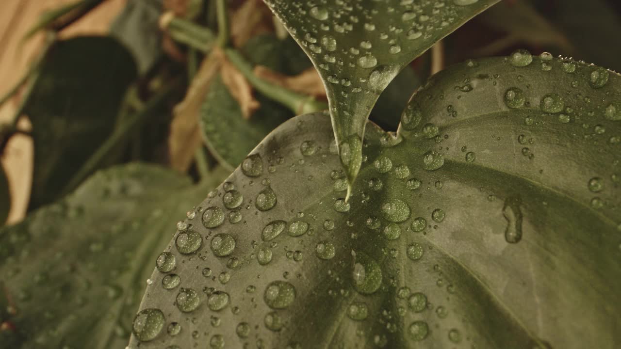 锁定聚集在绿色植物叶子上的水滴视频素材