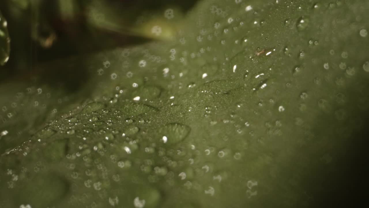 锁定聚集在绿色植物叶子上的水滴视频素材