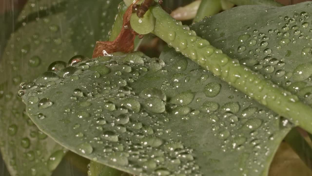 封闭在绿色植物叶子表面水滴收集水视频下载