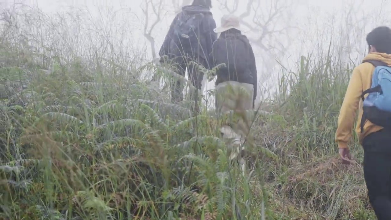 一群亚洲游客背包穿越森林和高山，去户外看大自然。野生动物概念中的徒步和步道活动。视频素材