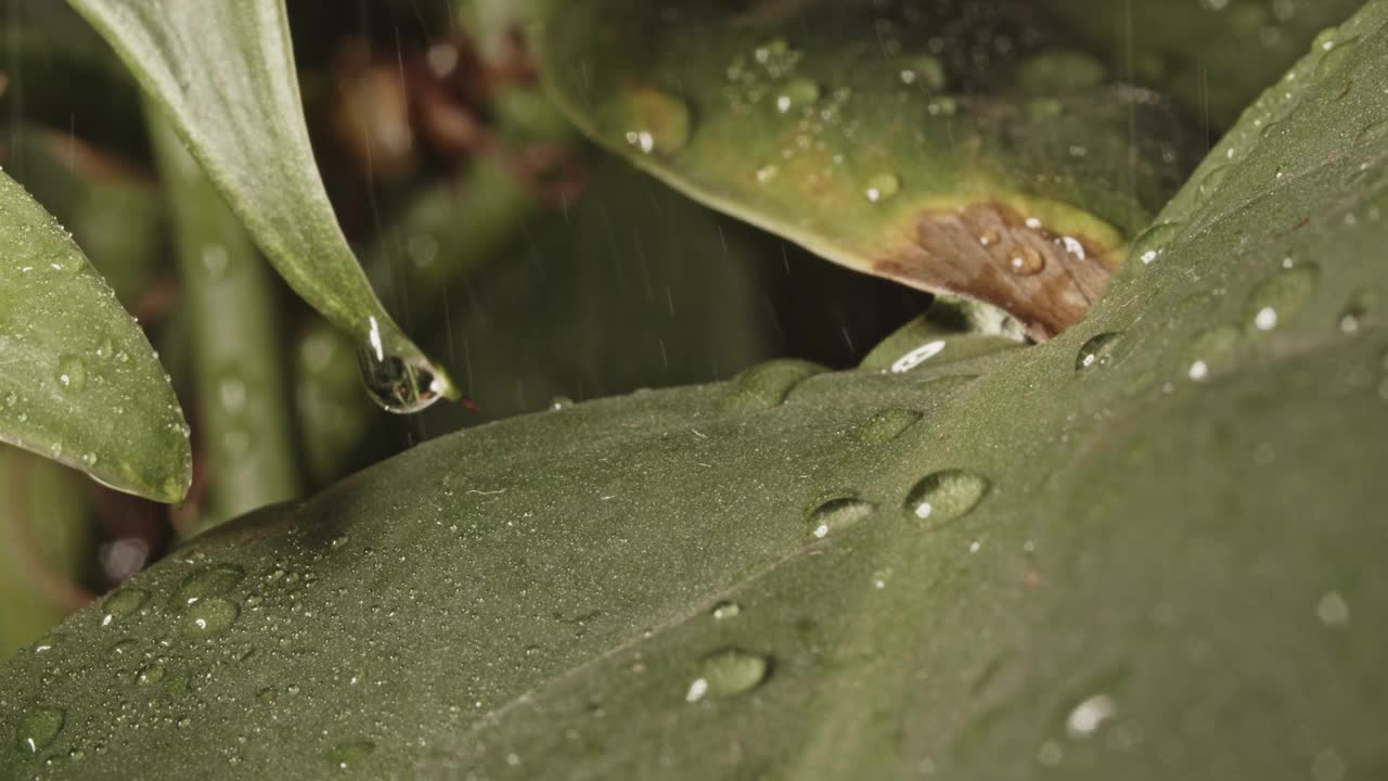 封闭雨水滴落和溅到绿色植物叶子视频素材