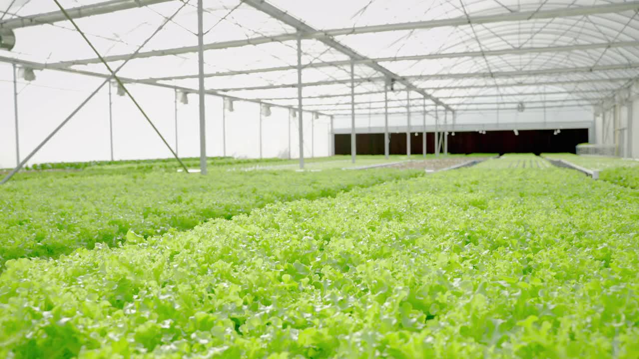 在温室中水培的有机蔬菜。有机食品、背景视频素材