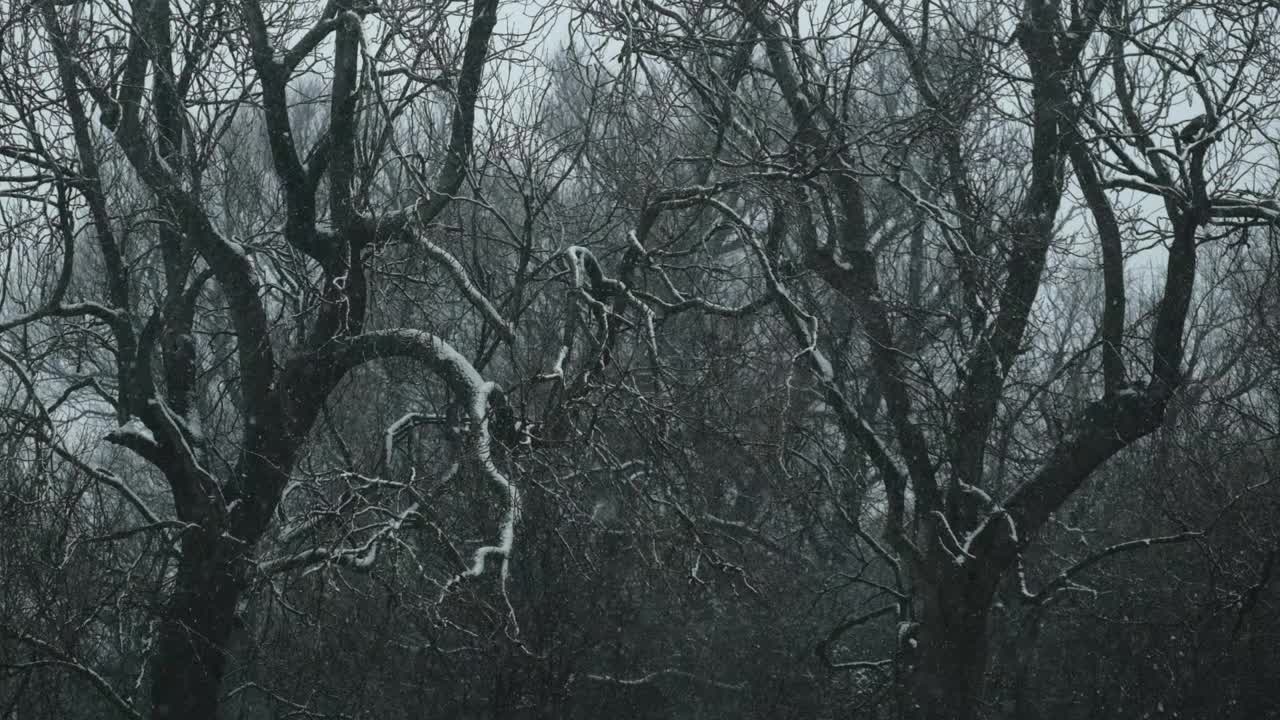 雪花飘落在成熟的无叶冬季树木上的慢动作。视频素材