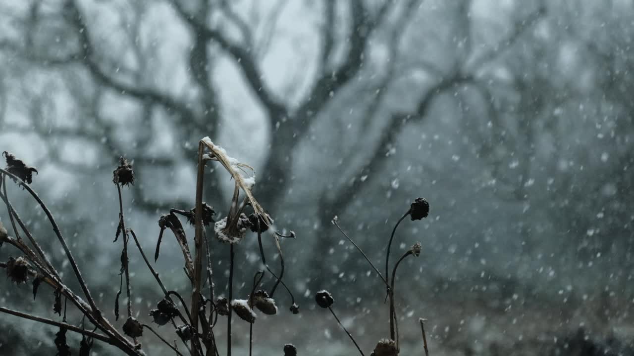 慢镜头飘落的雪花，前景中枯萎的向日葵，背景中光秃秃的冬季树木。视频素材