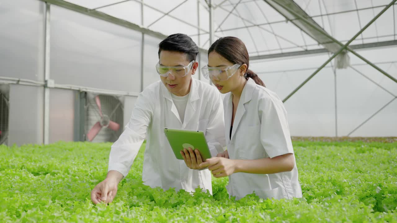 亚洲的女科学家和亚洲的男科学家一起工作，检查有机蔬菜的实验结果，在一个温室的水培植物。视频素材