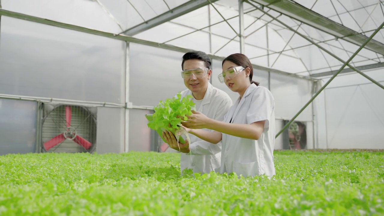 亚洲的女科学家和亚洲的男科学家一起工作，检查有机蔬菜的实验结果，在一个温室的水培植物。视频素材