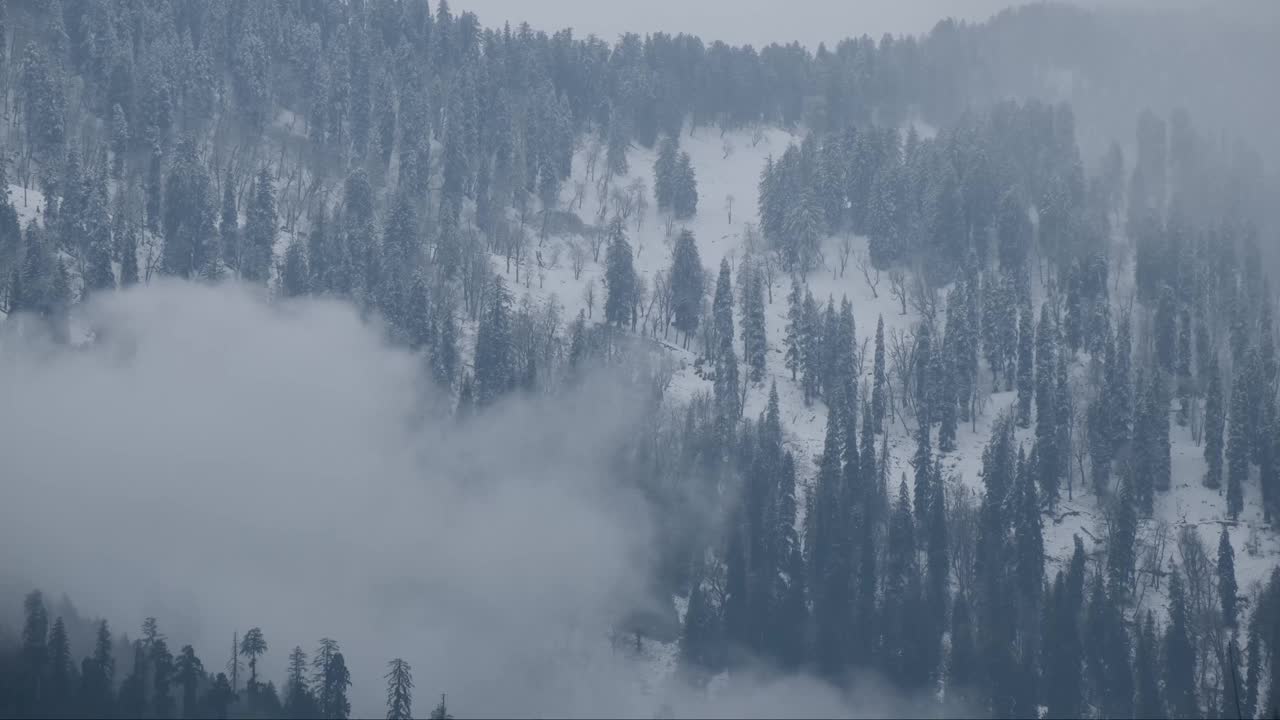 在这段冬季延时拍摄的视频中，松树被新下的雪覆盖，而雾则在四处飘荡视频素材