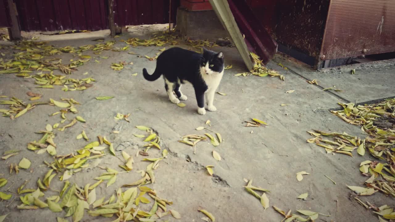 流浪猫无家可归。跟踪拍摄了街上的一只动物视频素材