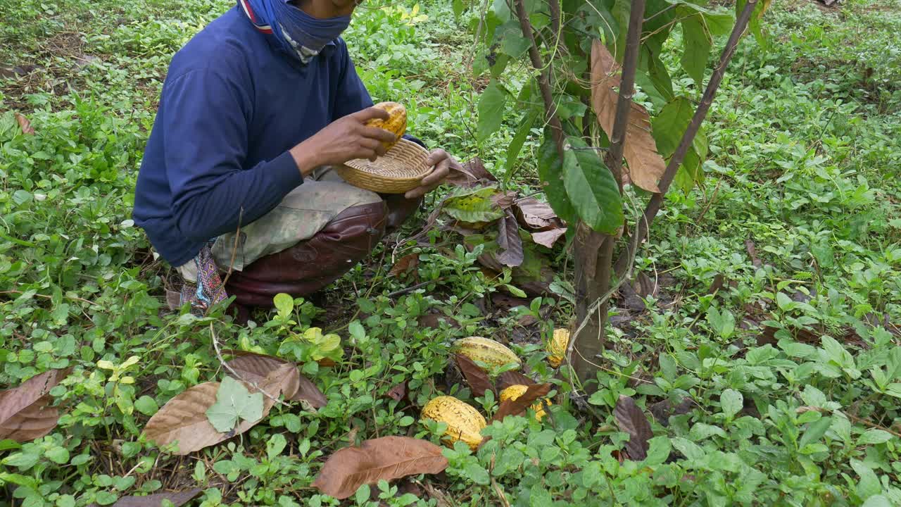 农民在可可种植园里收获新鲜的可可豆荚。视频素材