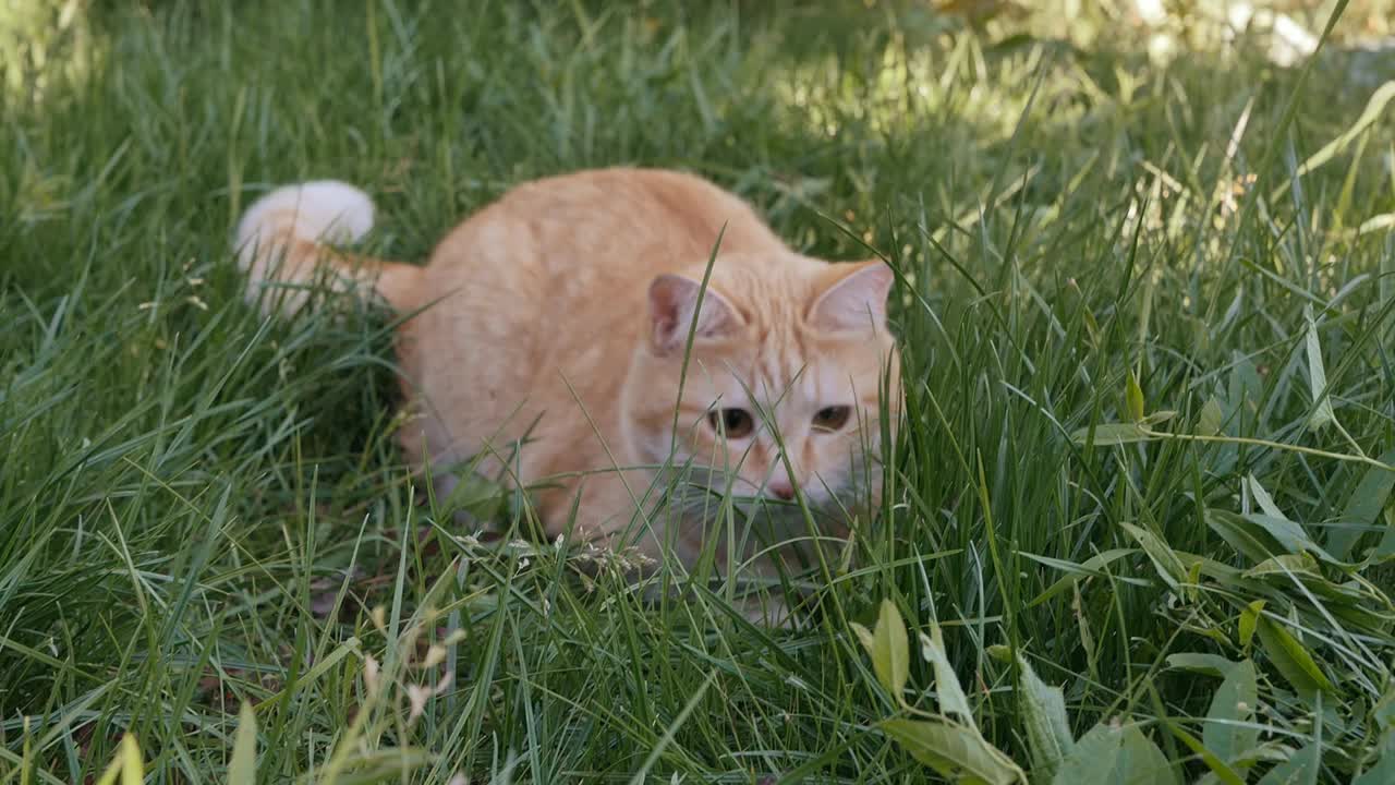 姜黄色的猫在高高的草丛中寻找一只老鼠。红猫追踪并准备攻击在草丛中爬行的灰色啮齿动物。缓慢的运动。宠物捕食者的自然本能视频素材