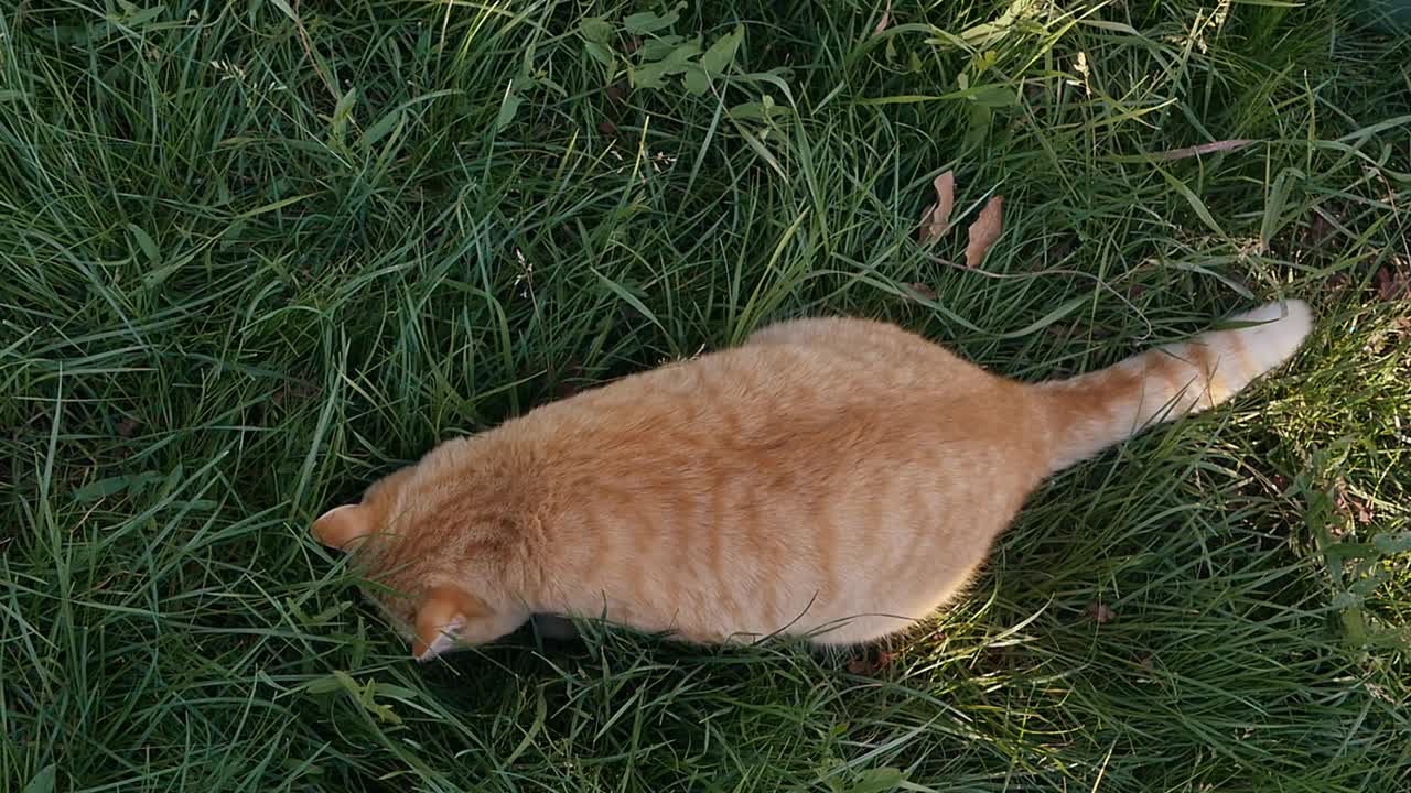 鸟瞰图，慢镜头草地上一只姜黄色的猫抓到了一只灰老鼠，为了好玩又放了它。宠物遵循其天生的捕食本能视频素材