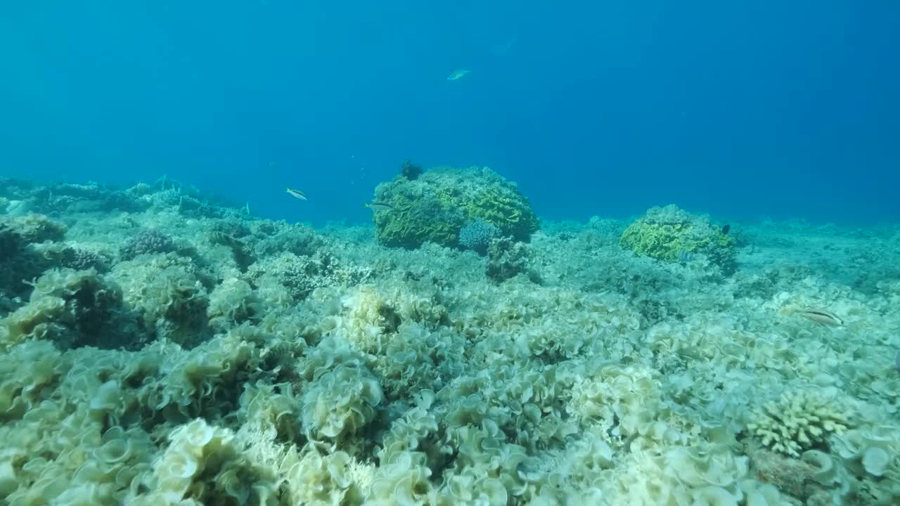 曾经美丽的珊瑚礁由于富营养化(增加海水中的有机物)而被藻类过度生长。褐藻孔雀尾(Padina pavonica)覆盖了底部和珊瑚。4 k-60f视频素材