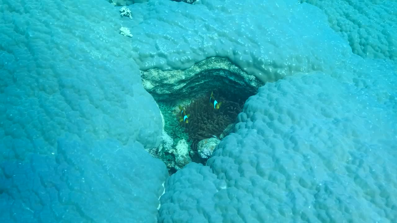 小丑鱼在硬珊瑚(Porites lutea)裂缝中的海葵上游泳。红海海葵鱼或三带海葵鱼。相机移动向前。4 k-60fps视频素材