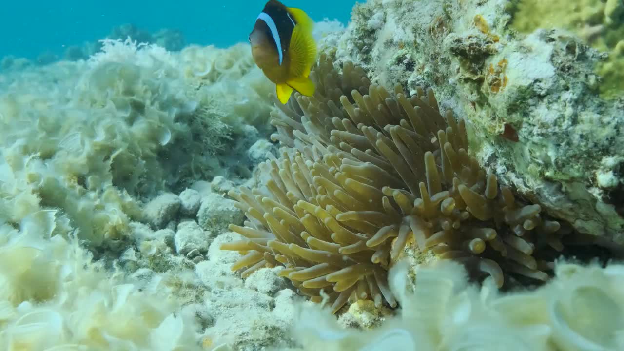 慢镜头特写。小丑鱼在海葵。红海海葵鱼或三带海葵鱼。4 k-60fps视频素材