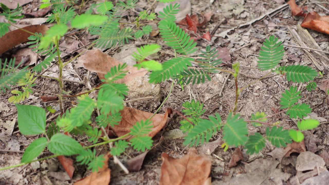 含羞草叶子受到环境的威胁会收缩视频素材