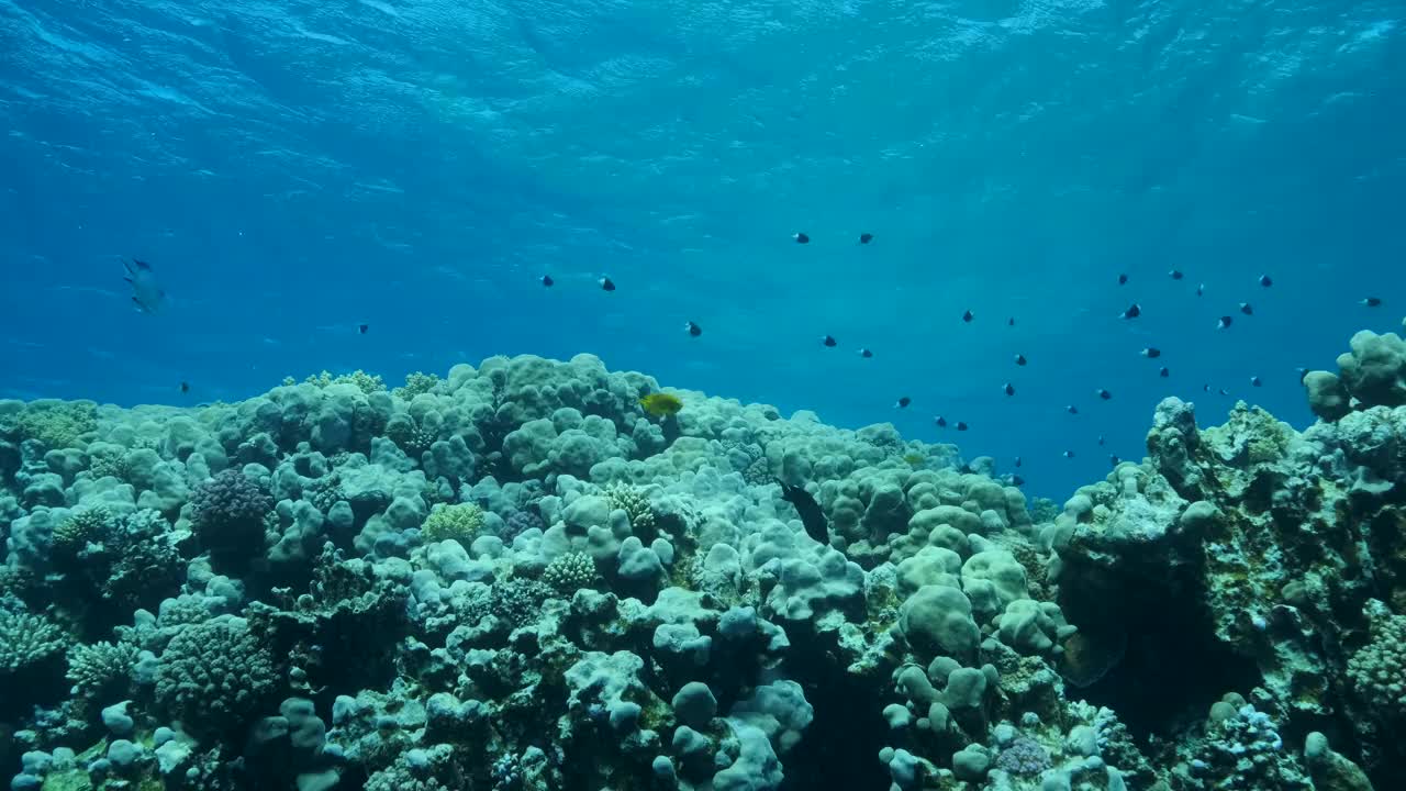 浅滩的黑色和白色Chromis游泳以上珊瑚礁在蓝色的水背景。对半色、巧克力蘸色或双色小热带鱼。4 k-60fps视频素材