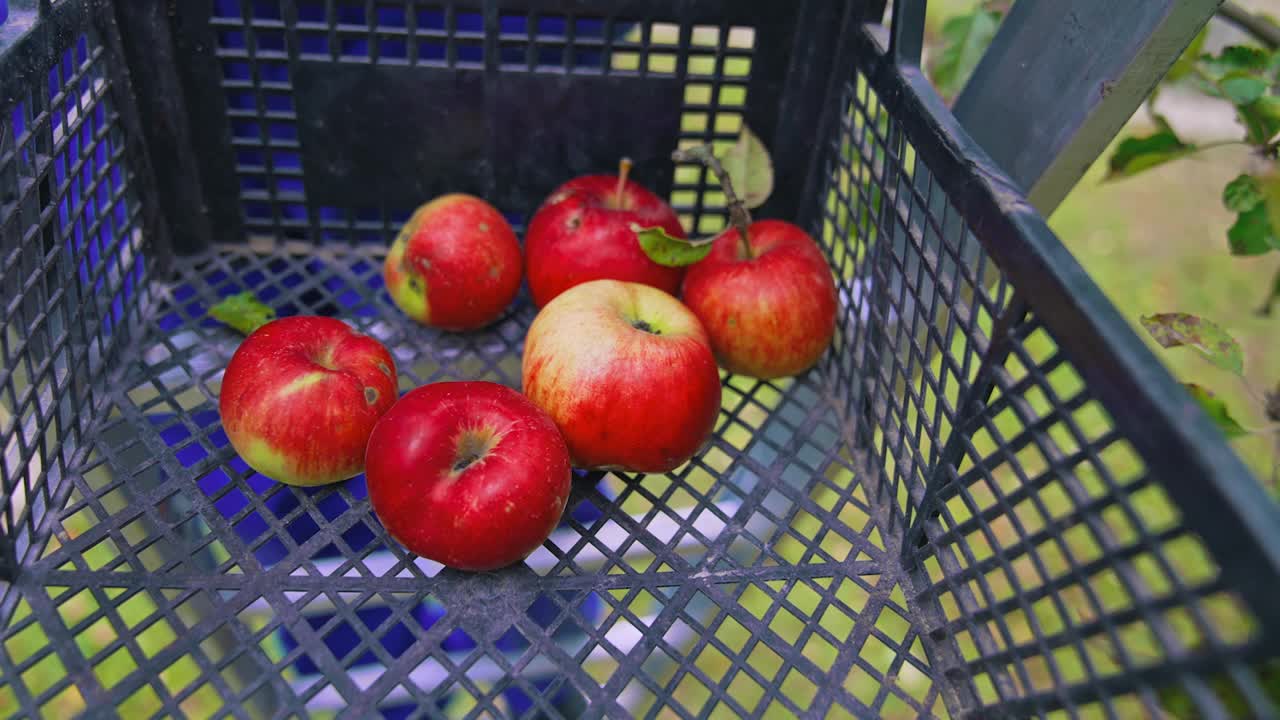 在塑料盒子里的成熟苹果。园丁把新鲜的苹果放进抽屉里。在秋天收获美味的水果。特写镜头。视频素材