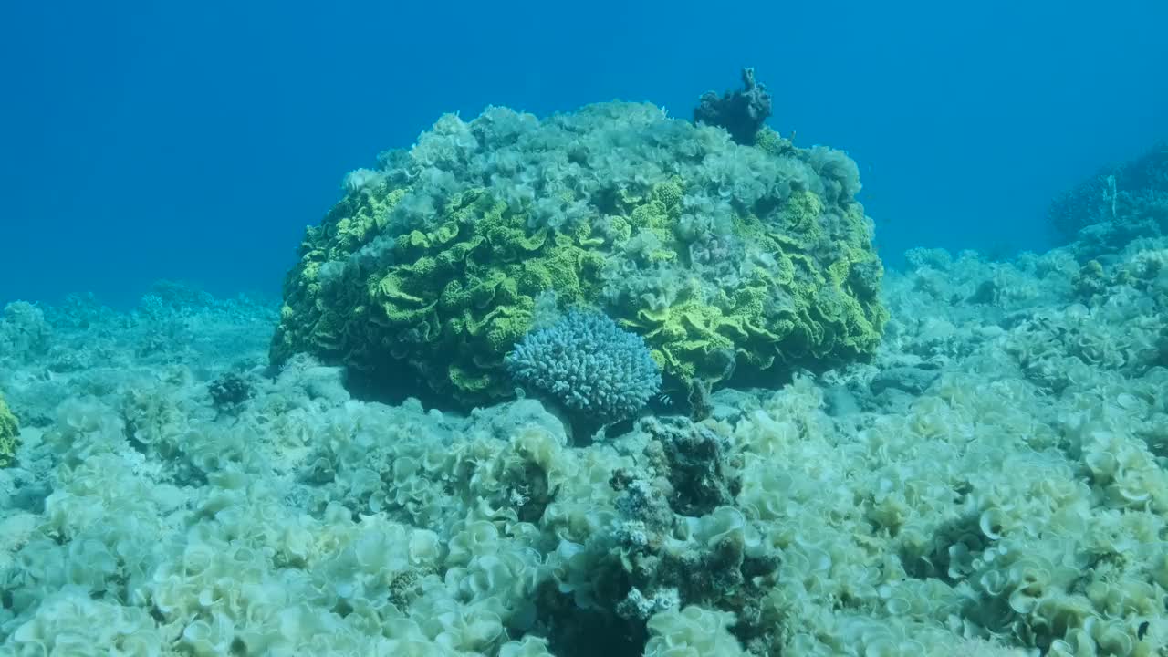 曾经美丽的珊瑚礁由于富营养化(增加海水中的有机物)而被藻类过度生长。褐藻孔雀尾(Padina pavonica)覆盖了底部和珊瑚。4 k-60f视频素材