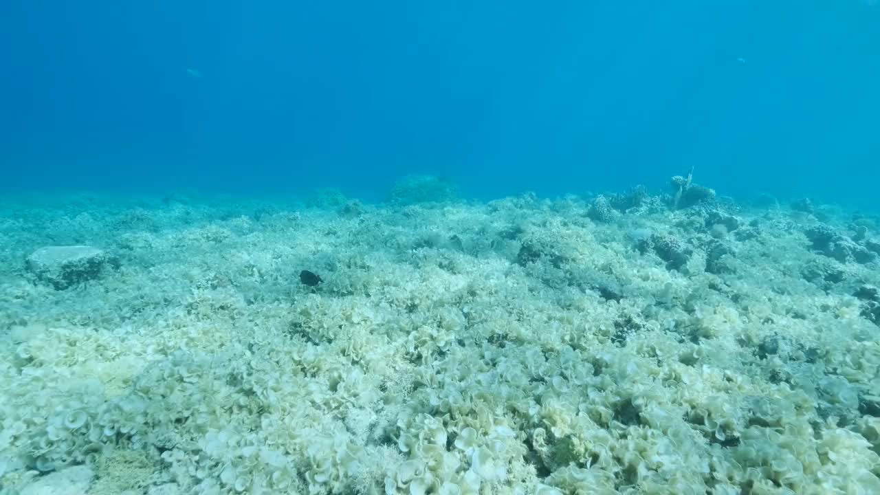 曾经美丽的珊瑚礁由于富营养化(增加海水中的有机物)而被藻类过度生长。褐藻孔雀尾(Padina pavonica)覆盖了底部和珊瑚。4 k-60f视频素材