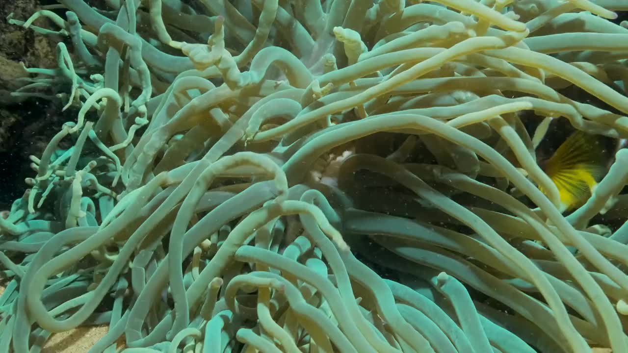 小丑鱼在海葵的特写。红海海葵鱼或三带海葵鱼。4 k-60fps视频素材