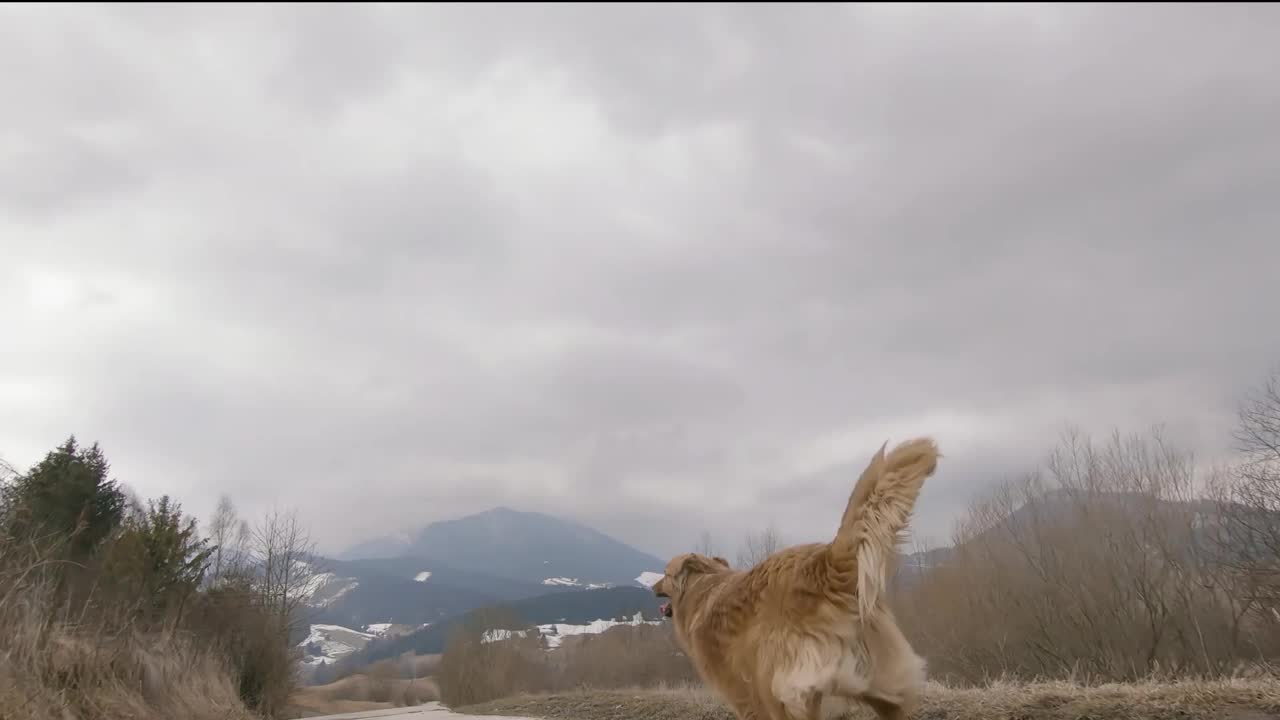 跟着可爱的棕色狗跑在秋天的乡村道路乡村自然景观慢动作斯皮兹狗视频素材