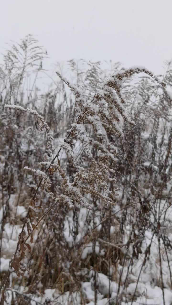 田野里有暴风雪视频素材