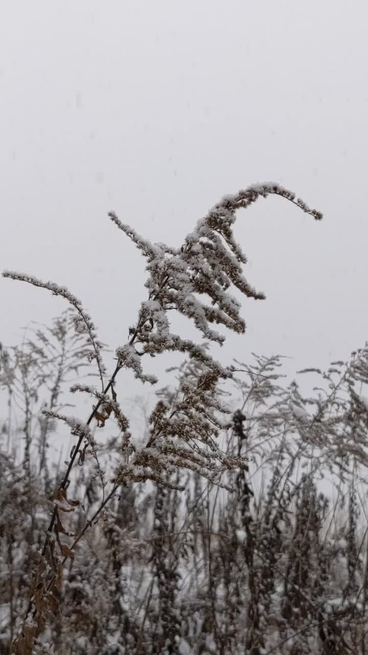 田野里有暴风雪视频素材