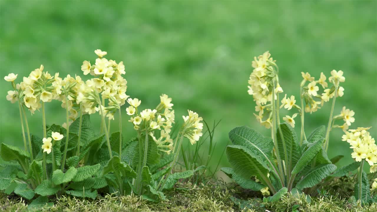 清新的春花九轮草在阳光明媚的花园绿草如茵视频素材